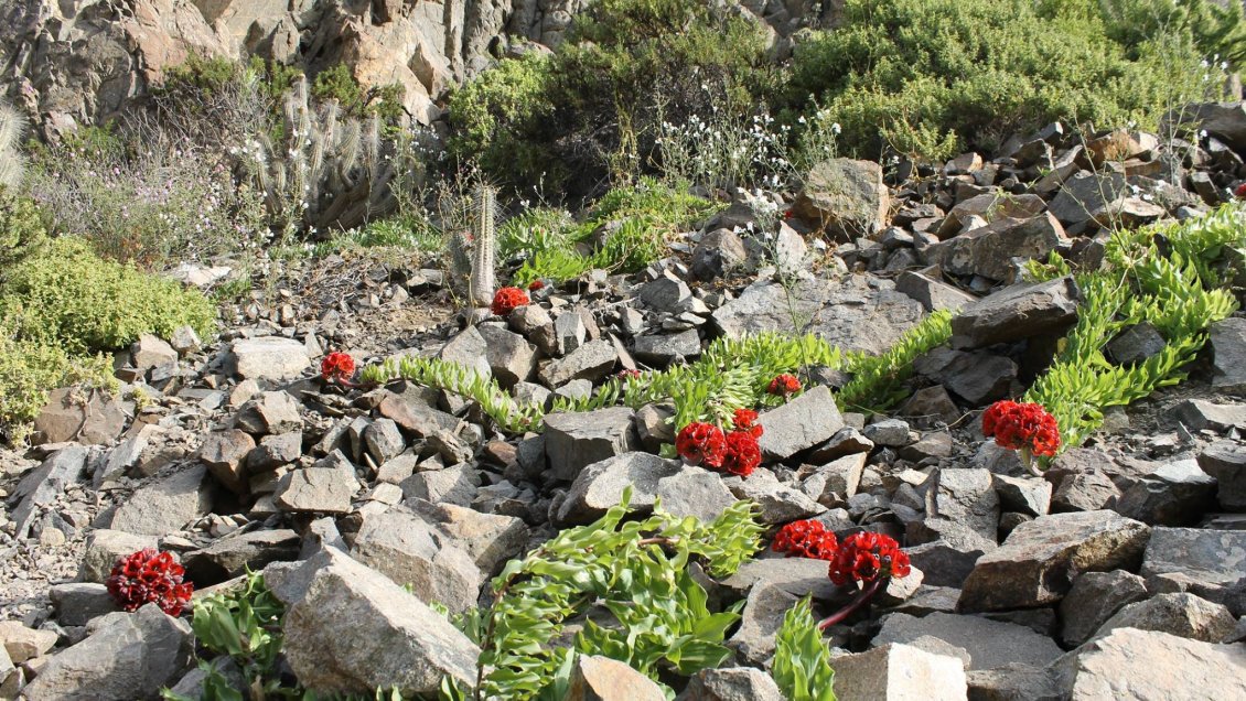 Conaf confirmó que este año habrá desierto florido en Atacama
