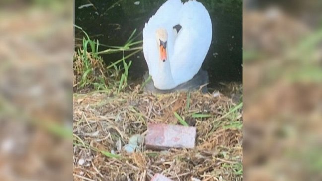 Cisne murió luego de que adolescentes rompieran sus huevos