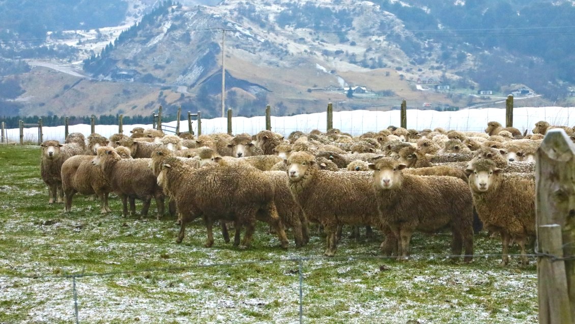 Culpan a jauría de perros por la muerte de decenas de ovejas en Cochrane