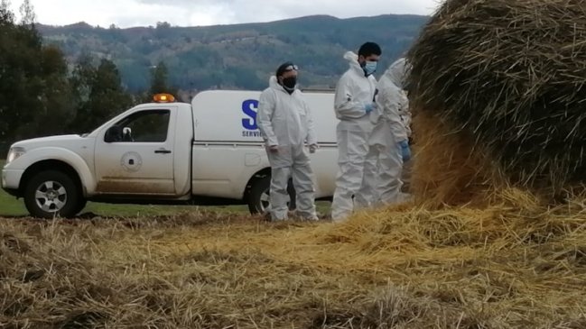 PDI investiga hallazgo de joven muerta con impacto de bala en la comuna de Galvarino