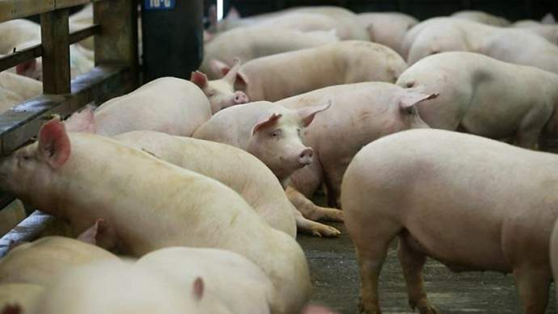 Científicos identificaron en China nueva gripe porcina con 