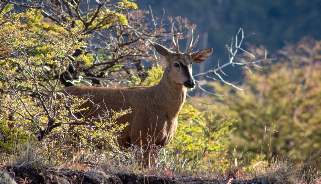 Aprueban plan para la conservación del huemul en la cordillera de Ñuble