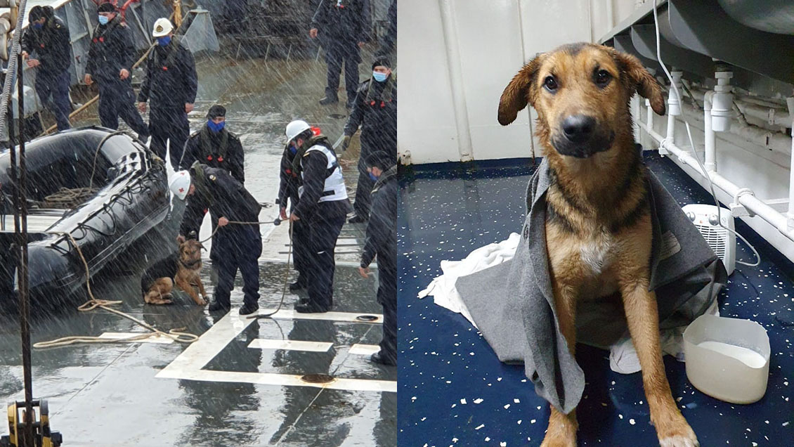 Armada rescató a perrito desde las frías aguas de la bahía de Talcahuano