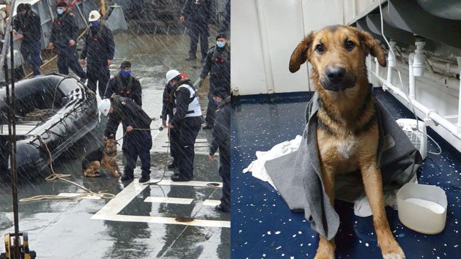 Armada rescató a perrito desde las frías aguas de la bahía de Talcahuano