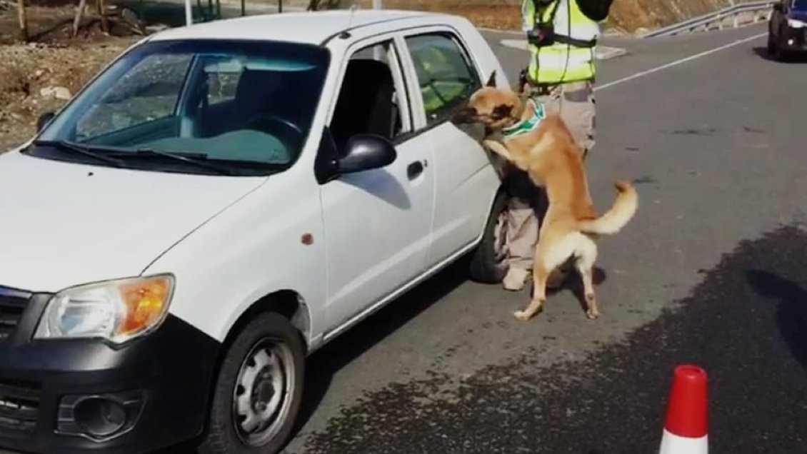 Perro policial Franco detectó más de 200 dosis de marihuana durante control en Ovalle
