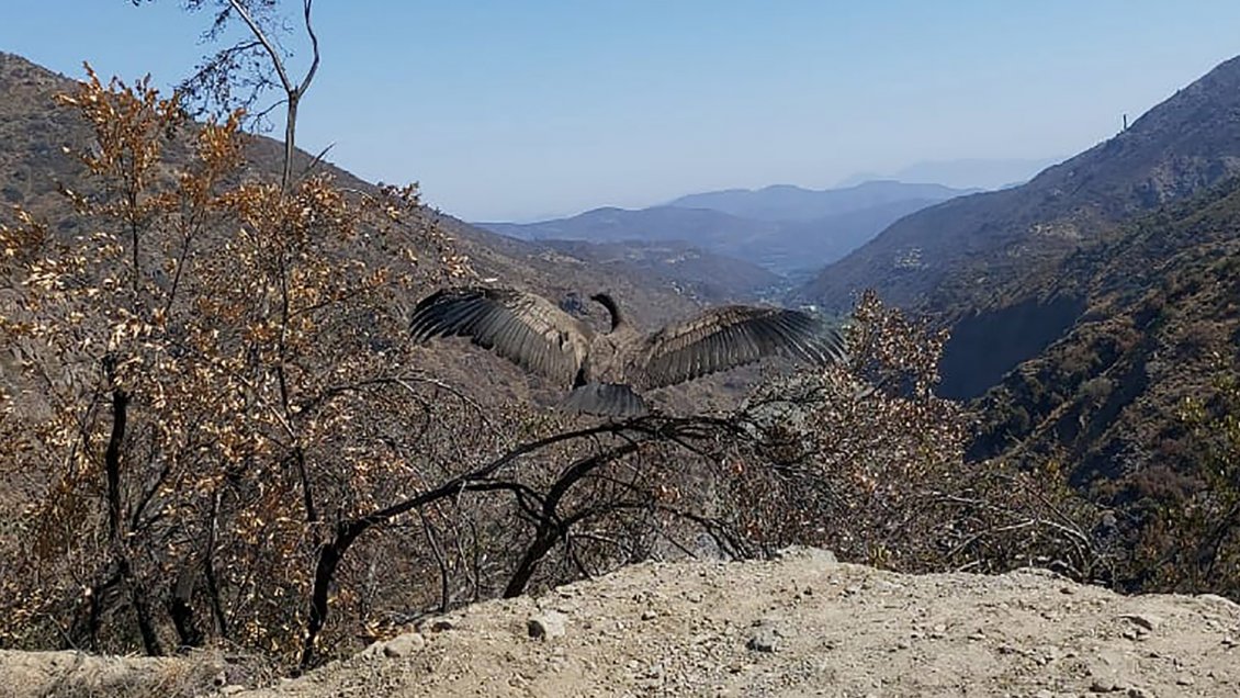 SAG denuncia envenenamiento de ejemplares de fauna nativa en cordillera de O'Higgins
