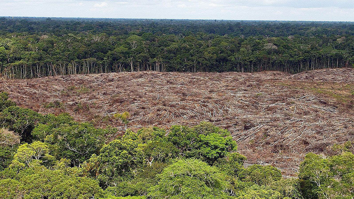 Deforestación en la Amazonía peruana se redujo 28 por ciento durante la cuarentena