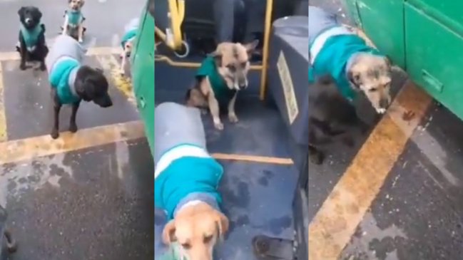 Quiltros choferes: Perritos sin hogar 