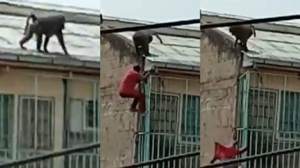  Hombre cayó cuatro pisos cuando huía de babuino  