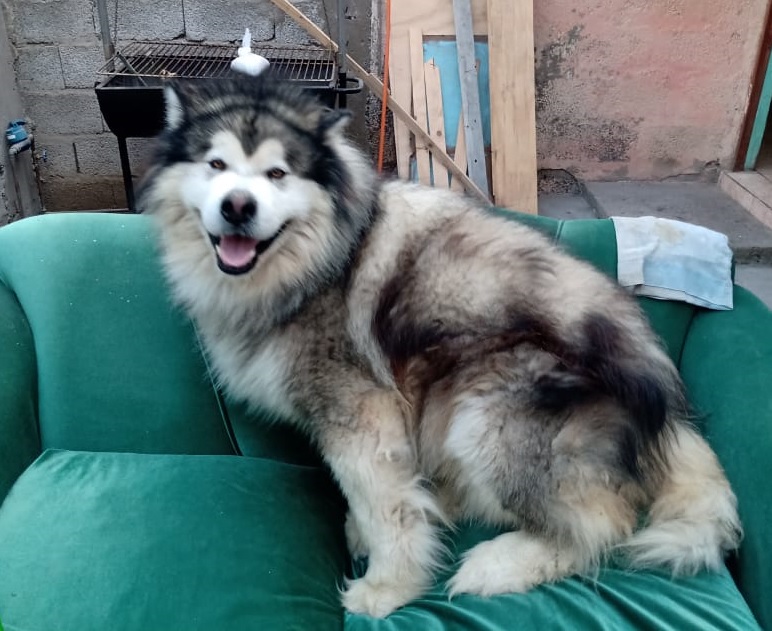 PDI recuperó perro robado hace dos años en Antofagasta