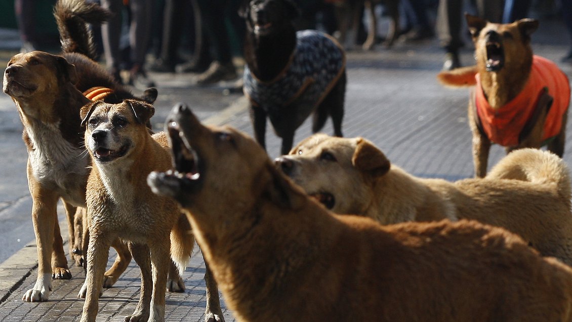 El colmo de una residencia sanitaria: Acumulación de basura y asedio de perros