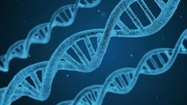  Científicos logran secuencia completa de un cromosoma humano  