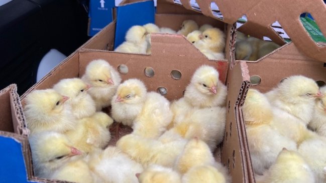 Desde Brasil a una avícola en Arica: SAG recepcionó más de 2.500 pollitos vivos