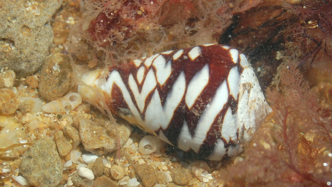 Descifran la composición de un veneno de caracol con potencial farmacológico