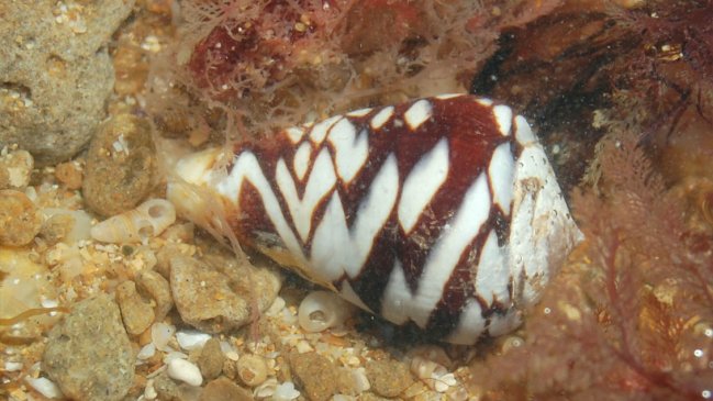 Descifran la composición de un veneno de caracol con potencial farmacológico