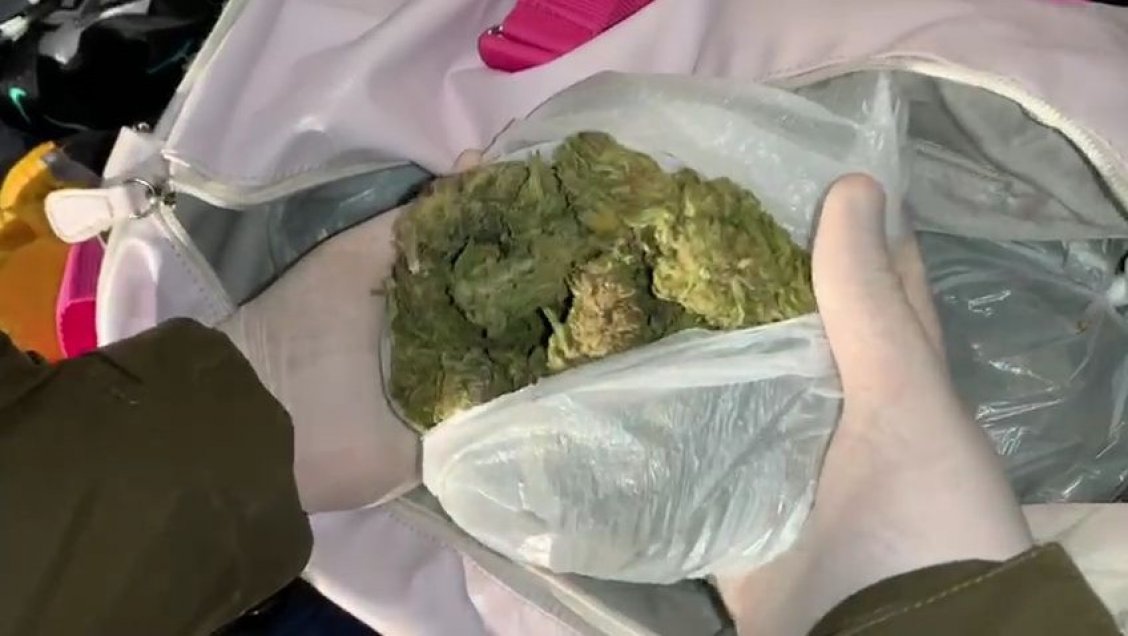 Perros Ellen y Derby detectaron marihuana en maletero de vehículo en Ñuble