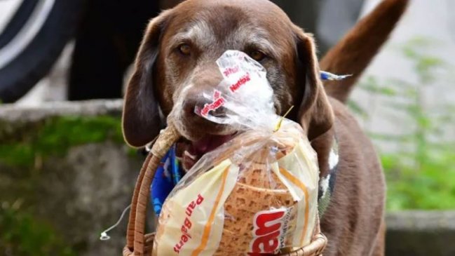 Perrito famoso por hacer delivery fue asaltado en Colombia