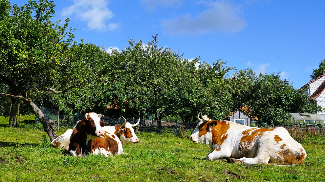 Detectan nuevo brote de Covid-19 en un matadero de Alemania