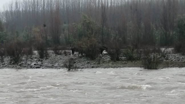 Crecida de Río Longaví dejó a caballos aislados