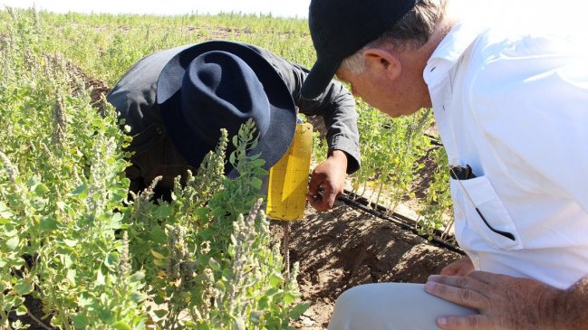 Entregan más de 100 millones a agricultores de la Región de Tarapacá