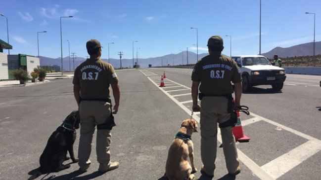 Pareja de perros antidroga detectó 1.660 dosis de marihuana en Ovalle