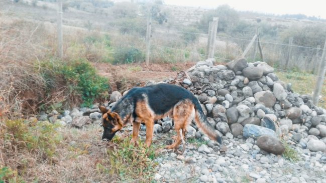 Ex concejal de San Rafael por disparos a perro: 