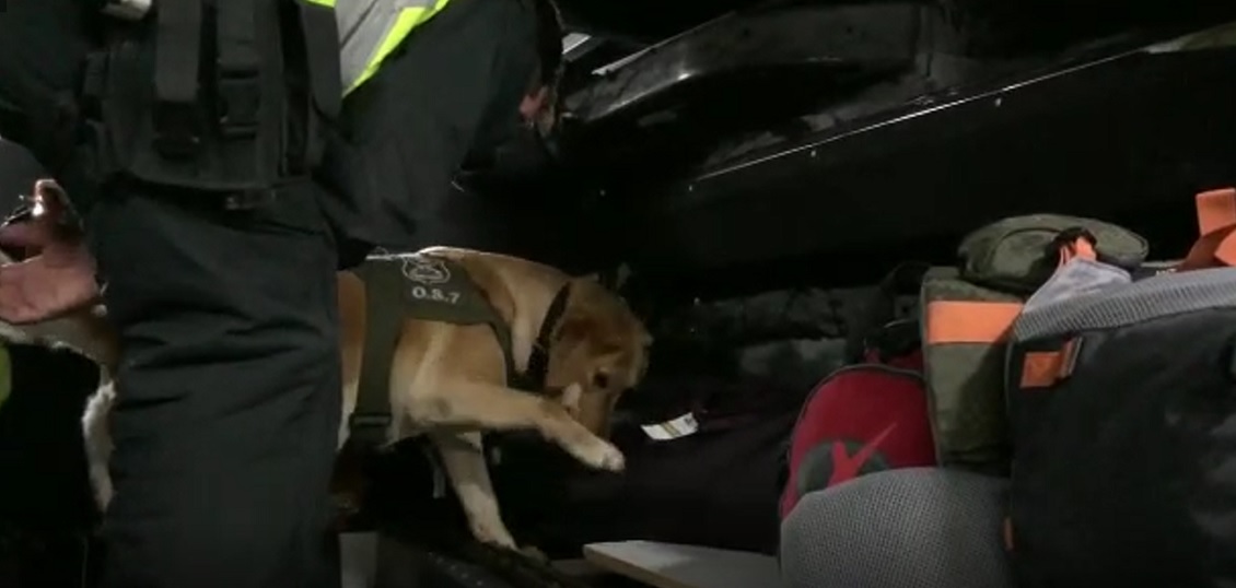 Can antidrogas encontró más de 10 mil dosis de cocaína base en Antofagasta