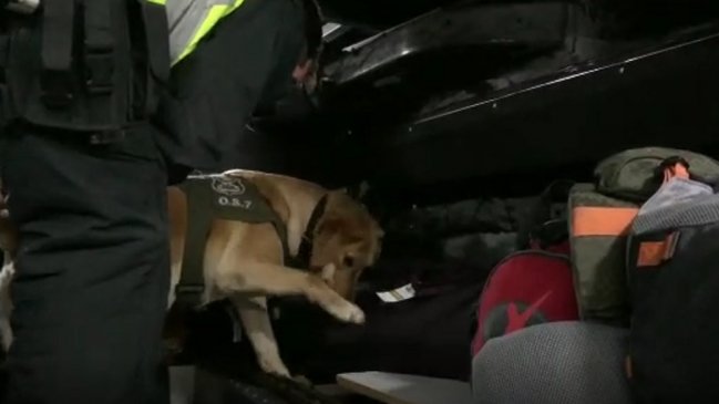 Can antidrogas encontró más de 10 mil dosis de cocaína base en Antofagasta