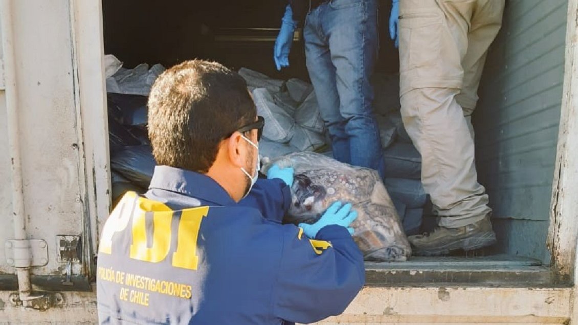 Operación Octopus: PDI desarticuló banda que exportaba ilegalmente pulpo a Europa y Asia