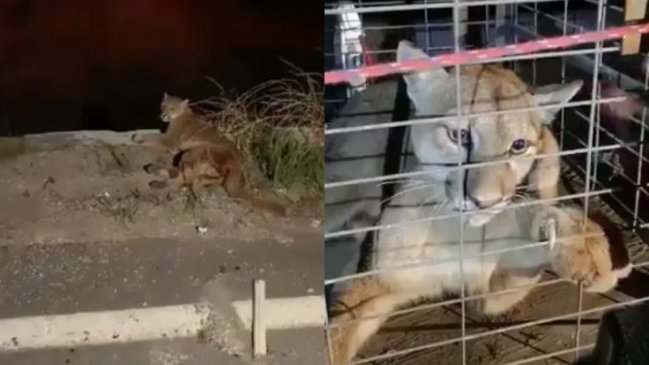 Rescatan a puma atropellado en la Cuesta Las Chilcas de Ruta 5