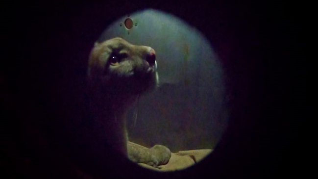 De nuevo un puma bajó a merodear por las calles de Santiago