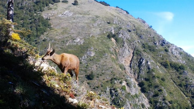 Nuevos avistamientos de huemules en cuenca del río Puelo