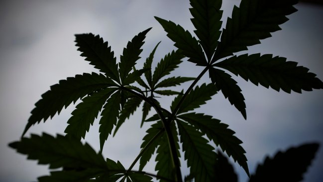  Uruguay habilitará la exportación de cannabis medicinal  