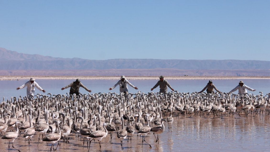 Parques y áreas protegidas de Antofagasta seguirán cerradas por la pandemia