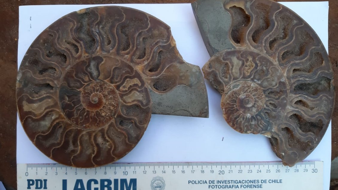 Iquique: Sujeto que vendía piezas prehispánicas a $100.000 por internet fue detenido