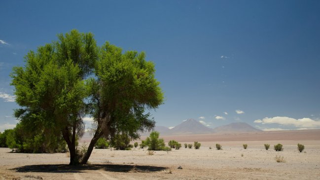 Comunas de Huara, Camiña y Colchane serán forestadas