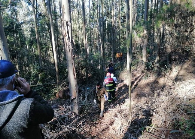 Hombre murió aplastado por árbol que talaba en Tomé