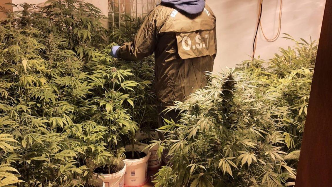 Incautan 8,5 millones de pesos en marihuana desde una parcela de Punta Arenas