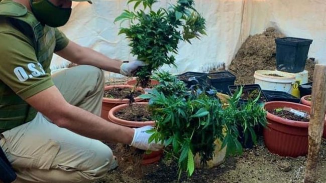 Pozo Almonte: Mujer mantenía oculta plantación de marihuana en corrales de animales