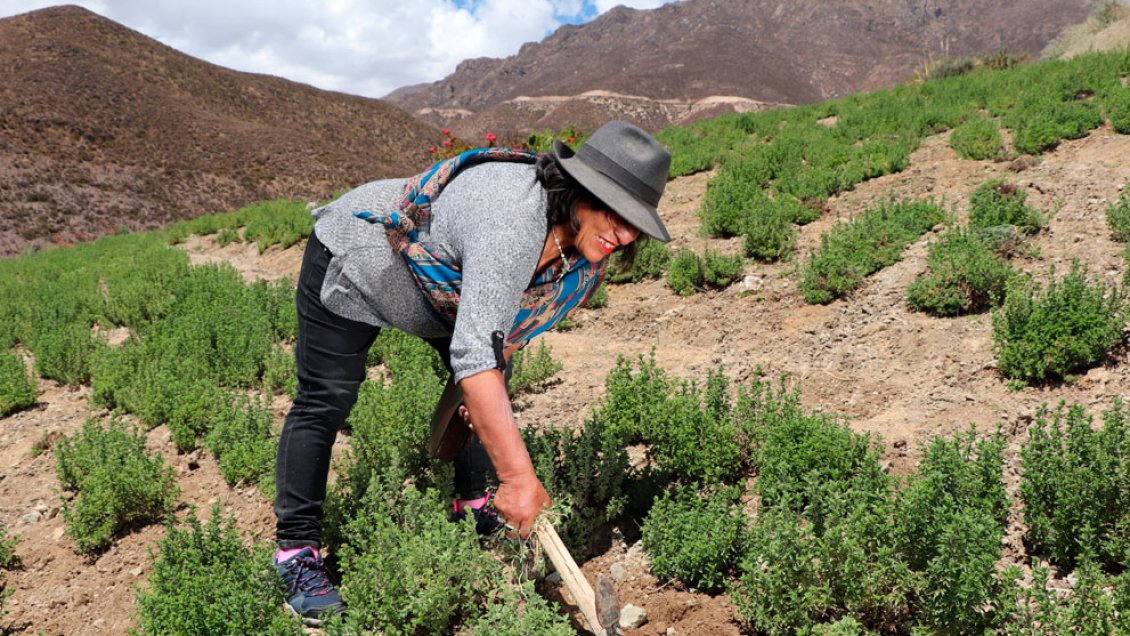 Banco Mundial destacó aumento de tierras bajo manejo sustentable en Arica y Parinacota