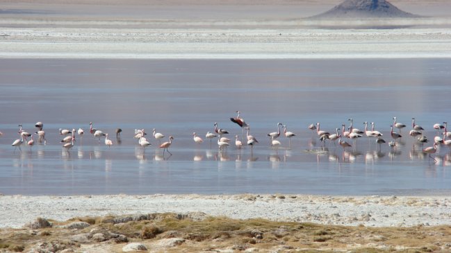 Tarapacá: Salar del Huasco obtiene calidad de parque nacional