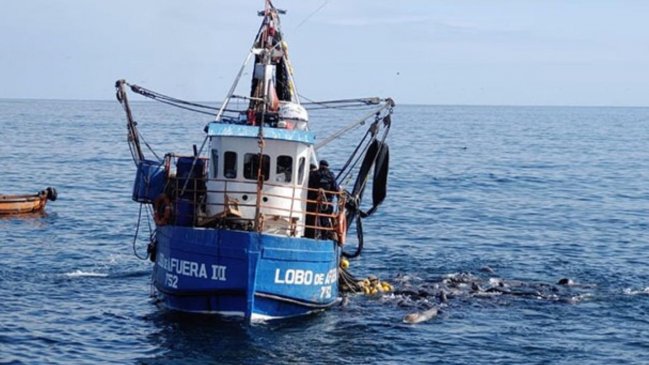 Comenzó la veda de la anchoveta en regiones de Arica, Tarapacá y Antofagasta
