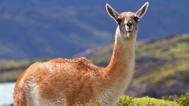 Delincuentes fuertemente armados faenaron a un guanaco