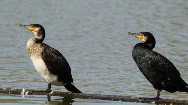 Ministerio Público investiga la muerte de 109 aves en Quellón
