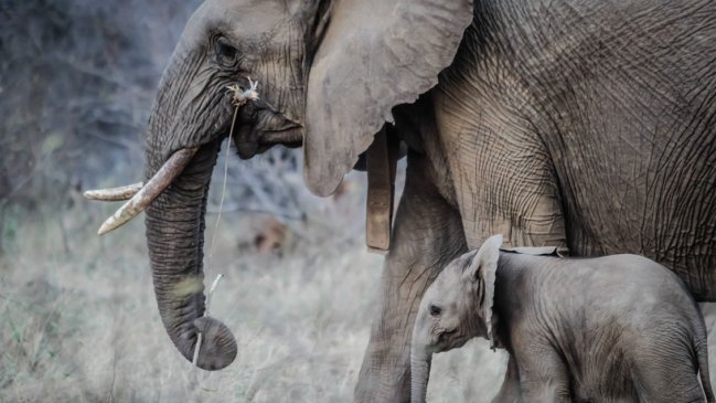  Doce elefantes murieron envenenados en parque de Zimbabue  