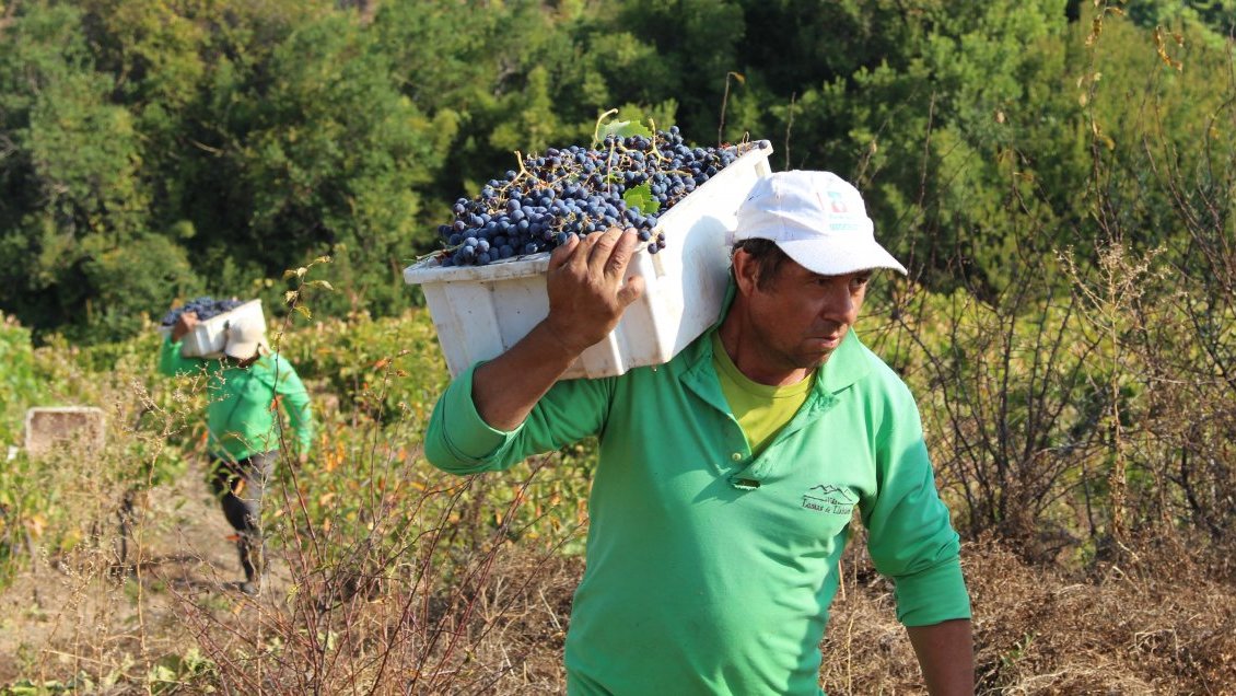 Productores vitivinícolas del Itata avanzan en la conformación de una mega cooperativa