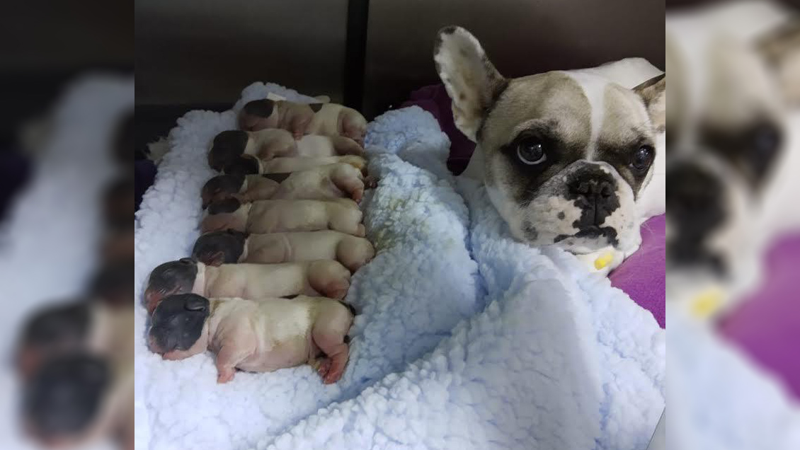 Horrible: Ocho perritos murieron al reventarse un guatero en clínica veterinaria