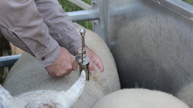 Aprueban millonaria inversión para desparasitar ganado en las provincias de Limarí y Choapa