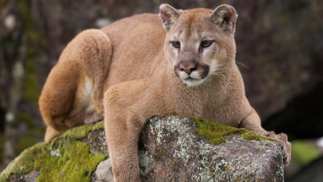 Ñuble: Descubren caza y faenamiento ilegal de un puma en sector cordillerano de Pemuco
