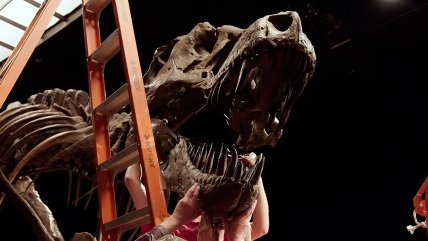   Subasta de fósil de Tiranosaurio Rex podría alcanzar los 6.000 millones de pesos 